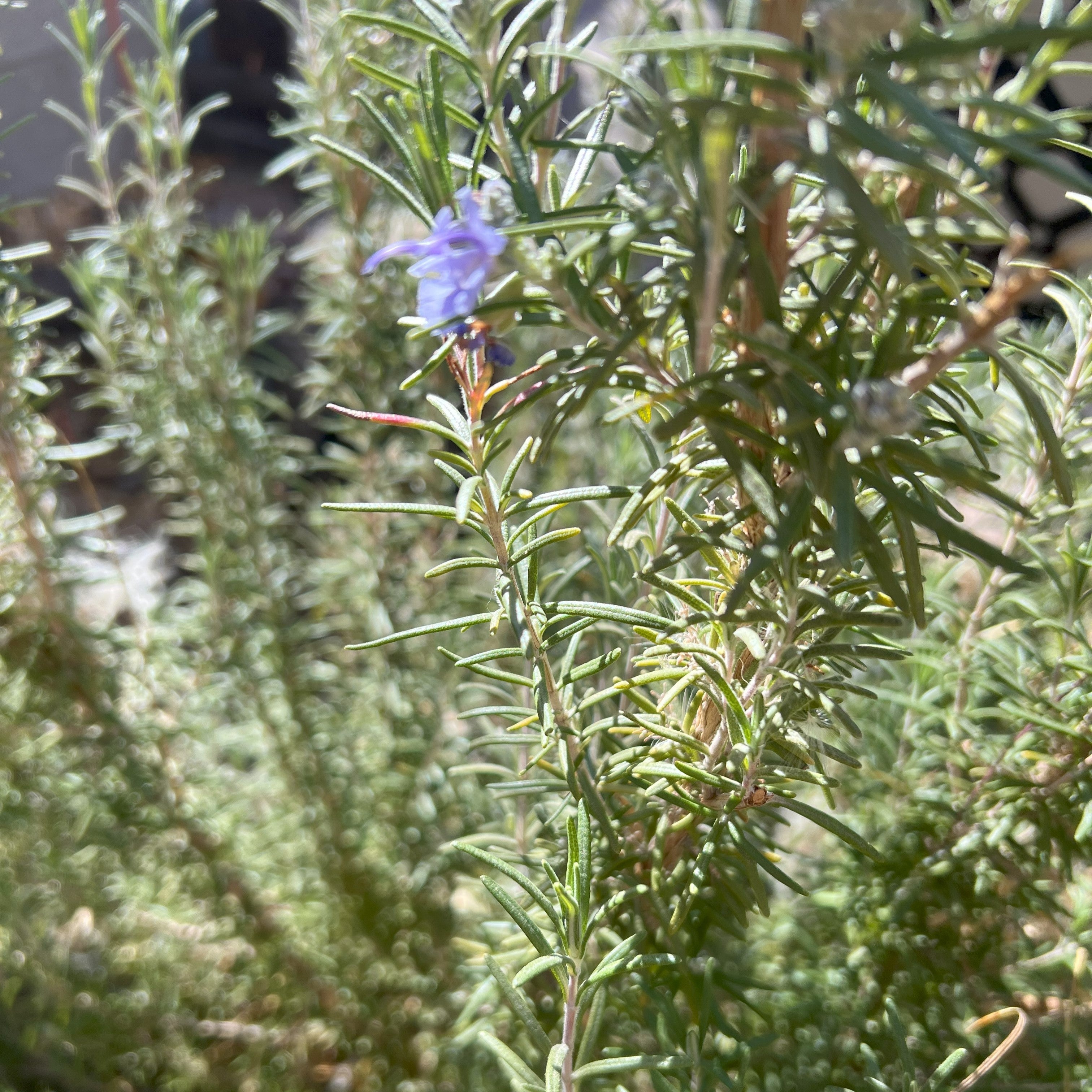 Homegrown Fresh Rosemary Cuttings | Culinary Herb | For Cooking | Freshly Harvested