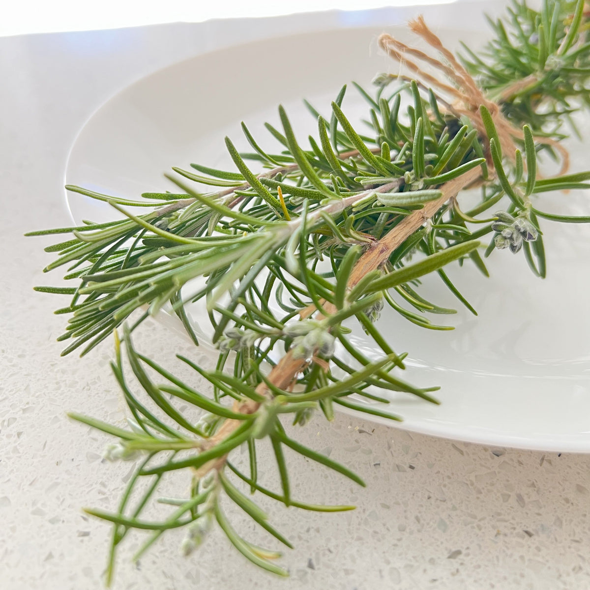 Homegrown Fresh Rosemary Cuttings | Culinary Herb | For Cooking | Freshly Harvested